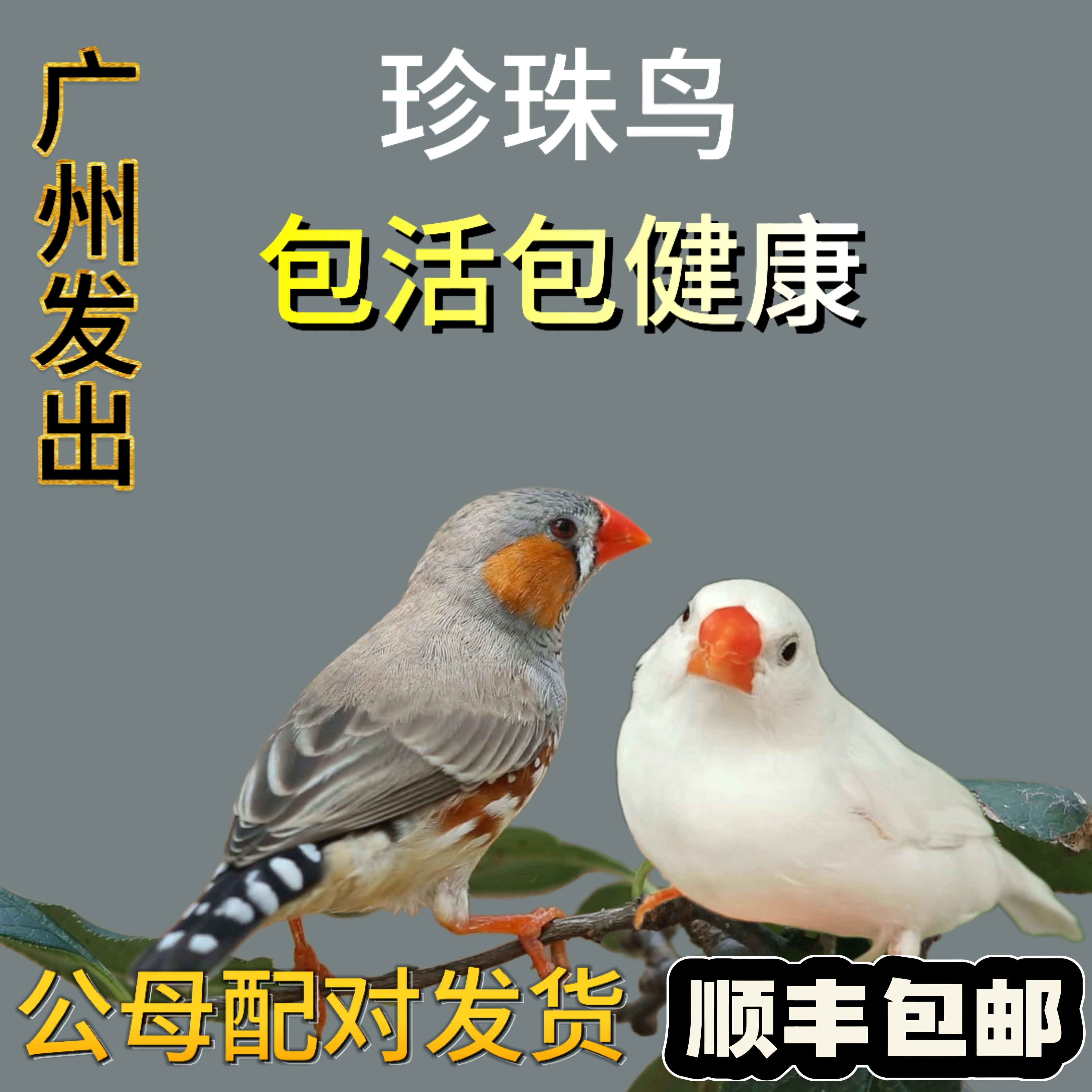 珍珠小鸟活物宠物鸟活鸟手养家养宠物小型鸟包邮