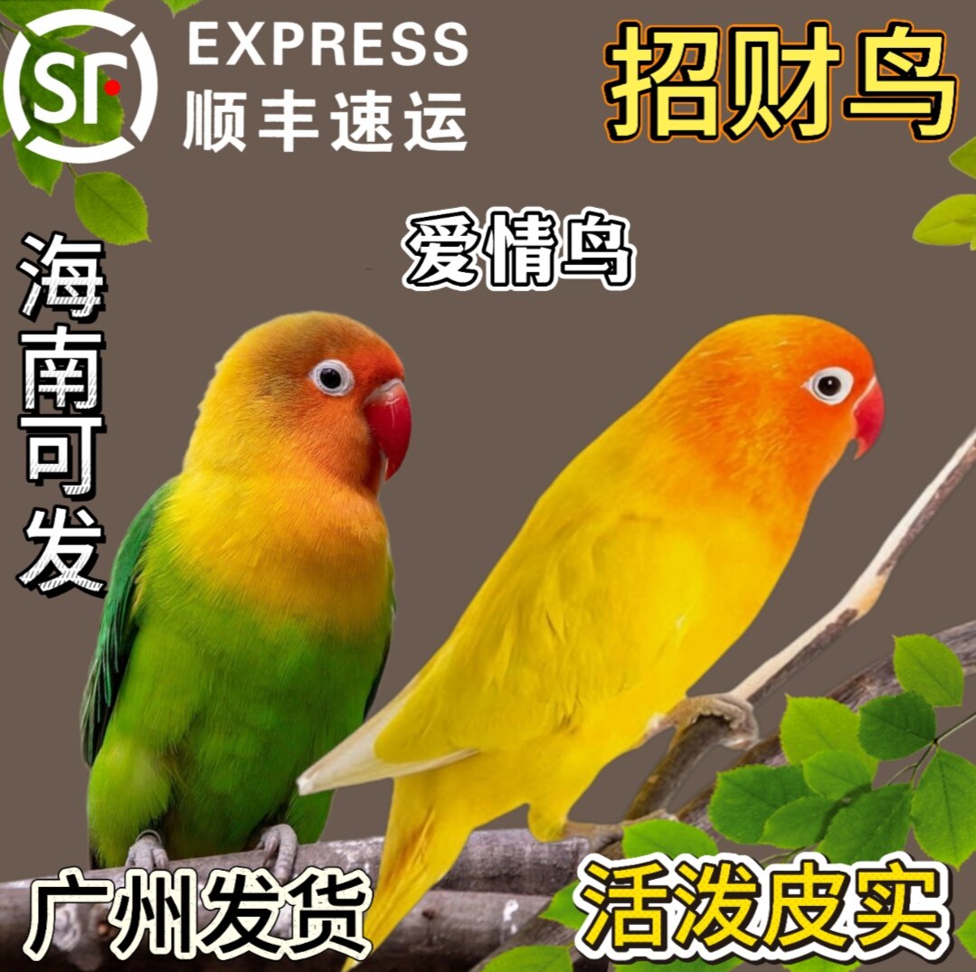 费氏牡丹鹦鹉活鸟爱情鸟1对公母图片