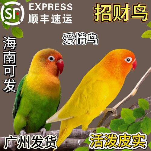 费氏牡丹鹦鹉活鸟爱情鸟1对公母