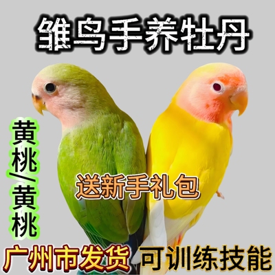 半毛手养牡丹雏鸟鹦鹉活鸟黄桃绿桃家养亲人宠物鸟幼鸟