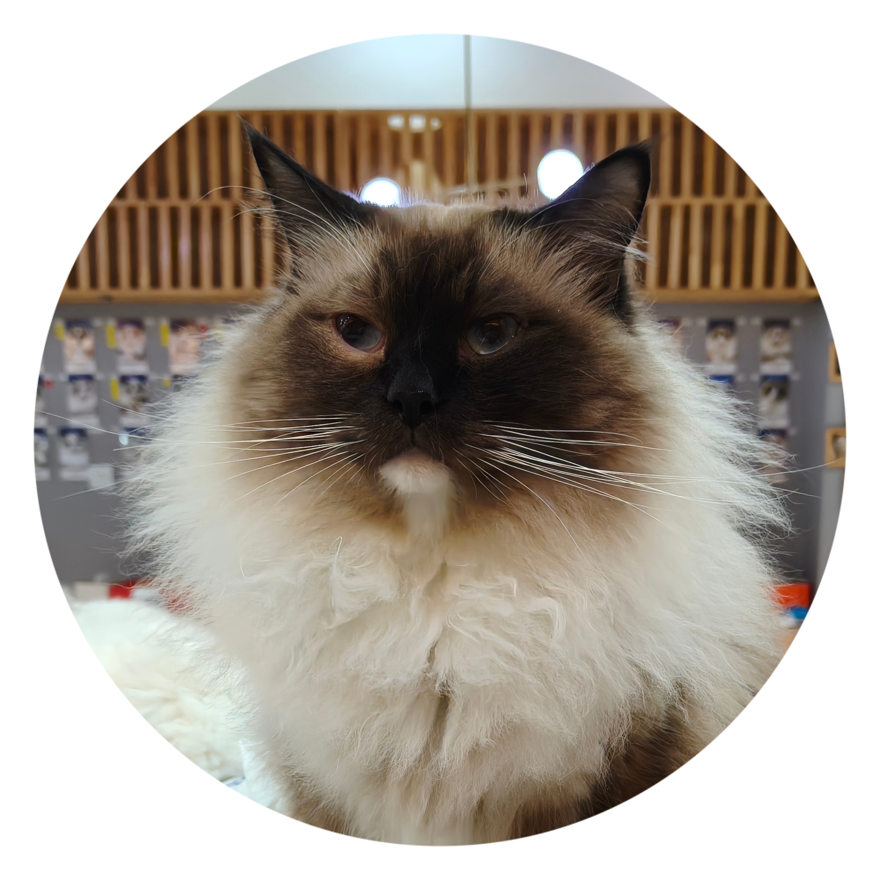 【猫不理周边】（猫-小黑脸）吧唧 胸章 徽章
