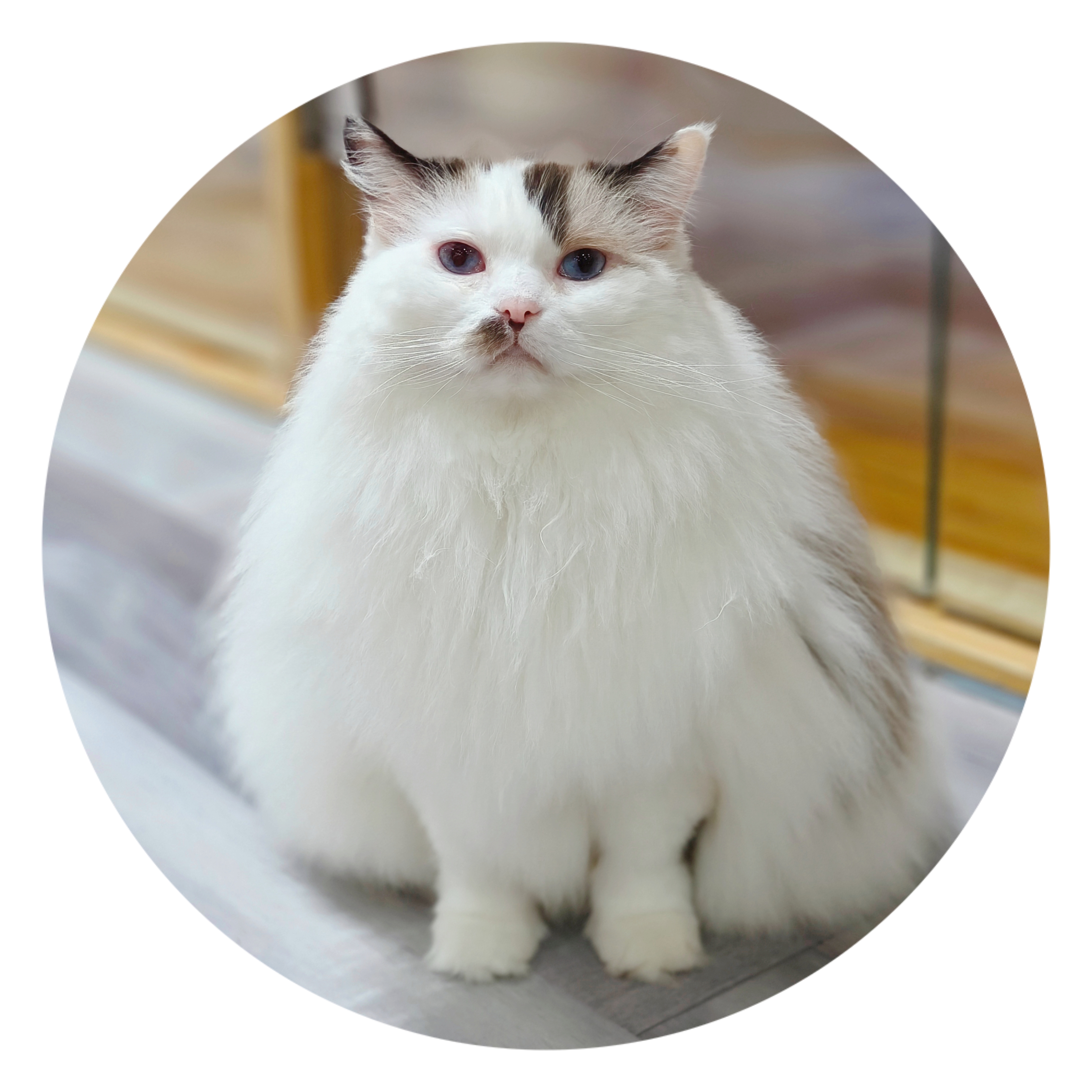 【猫不理周边】（猫-小叶）杯垫 陶瓷杯垫 防滑隔热