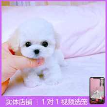 比熊幼犬纯种小体比熊犬飞耳茶杯犬活体小型犬家养宠物狗狗