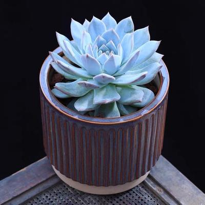 多肉植物室内阳台桌面萌肉绿