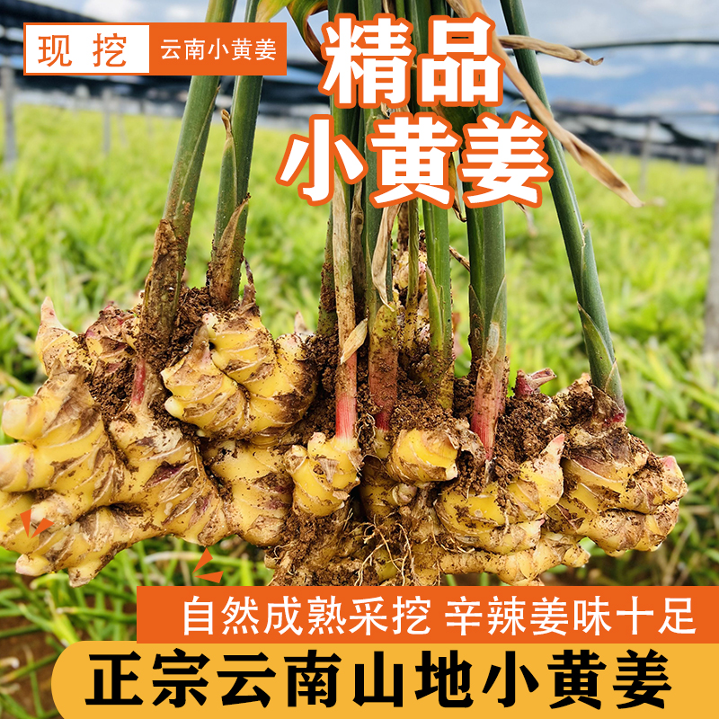 小黄姜产地直发高原山地新鲜采挖