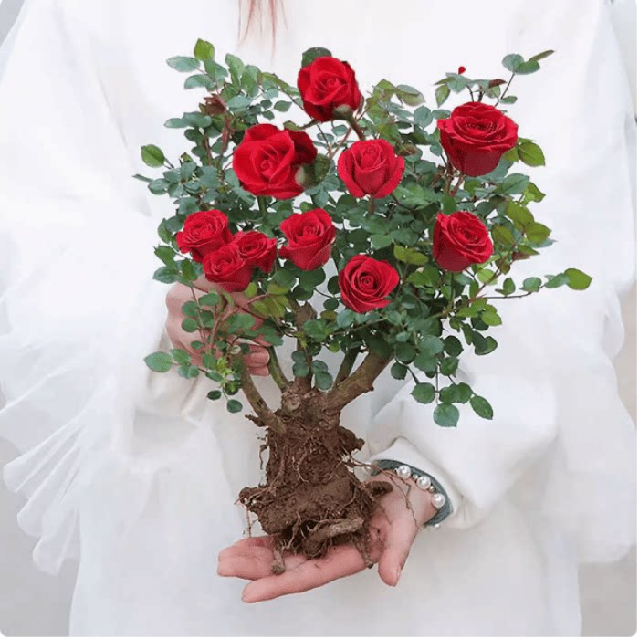 玫瑰花树苗老桩月季花苗老根特大花盆栽多色室内外庭院四季开蔷薇图片