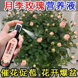 月季 花园艺用品营养土玫瑰营养液蔷薇大肥王喷壶花卉植物通用肥料