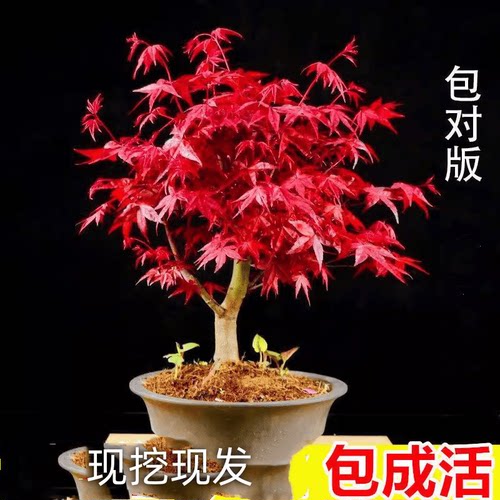 日本红枫树苗红舞姬室外耐寒枫树盆景盆栽庭院绿化植物风景树植物