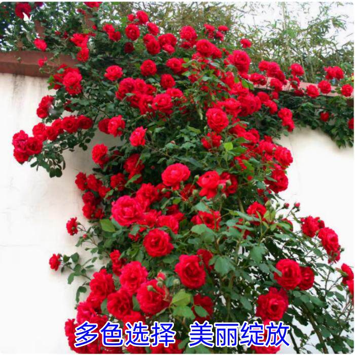 蔷薇花苗藤本月季特大花爬藤植物四季开花卉盆栽玫瑰室内阳台种植
