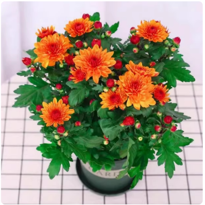 带花苞荷兰菊进口菊花苗耐寒易活开花花卉盆栽室内外阳台绿植物