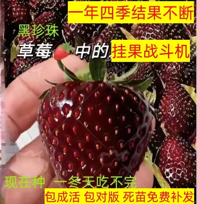 奶油草莓苗盆栽种籽子带盆带土红颜四季结果可食用阳台种植新秧苗-封面