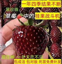 奶油草莓苗盆栽种籽子带盆带土红颜四季 结果可食用阳台种植新秧苗