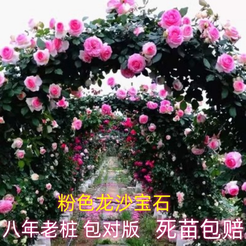 蔷薇花苗藤本月季大花树爬藤植物庭院阳台开花卉盆栽耐寒耐热