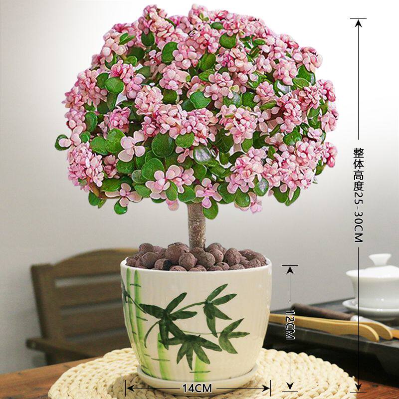 金枝玉叶盆栽老桩多肉植物室内花卉植物耐旱好养绿植阳台造型盆景