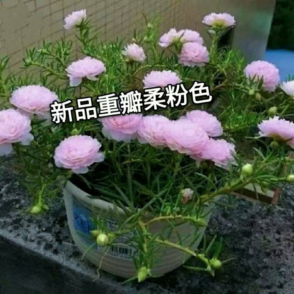 (带花苞发货)泰国进口新品种重向日葵/太阳花