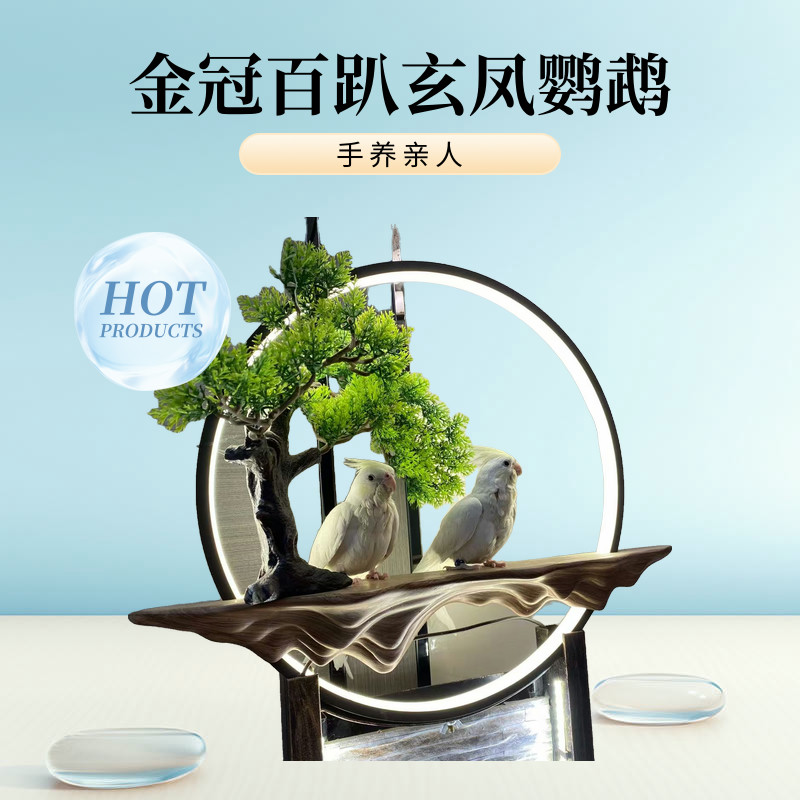 玄凤鹦鹉金冠百趴手养亲人3个月公母一对家庭精养包邮包快递风险