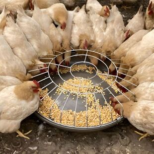 散养鸡鸭鹅专用食槽防洗澡自动喂食器养殖神器鸡饮喝水盆料槽食盆