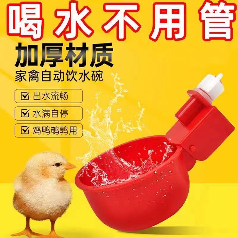 鸡喝水的自动饮水器自动喂水器