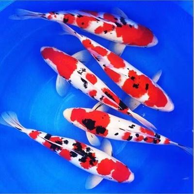 四条一组纯种日系红白三色锦鲤鱼鱼苗大型鱼活体包邮包活观赏好养