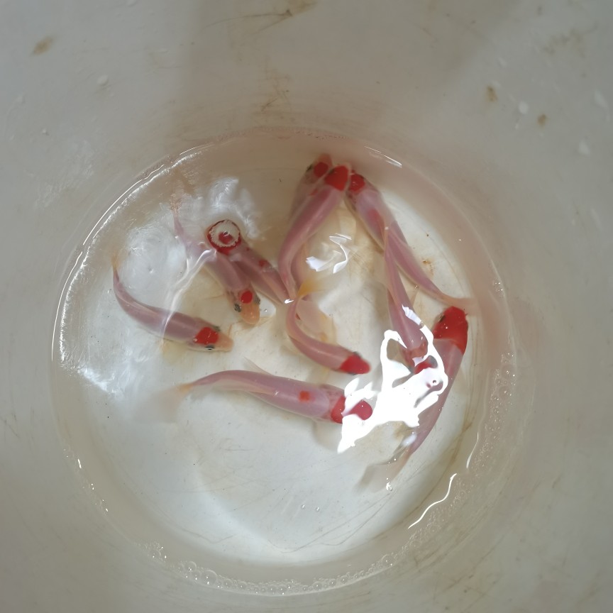 纯种日系丹顶锦鲤鱼鸿运当头风水镇宅观赏鱼招财鱼包邮活喂食群游图片