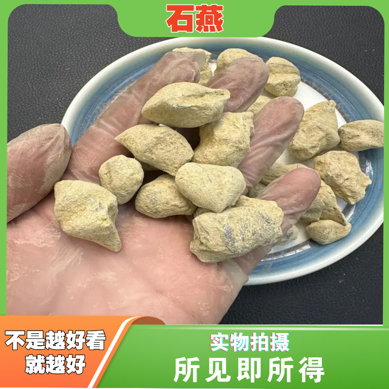 石燕中药材店铺燕石子 燕子石 石燕子 水飞石 大石燕 水飞石燕