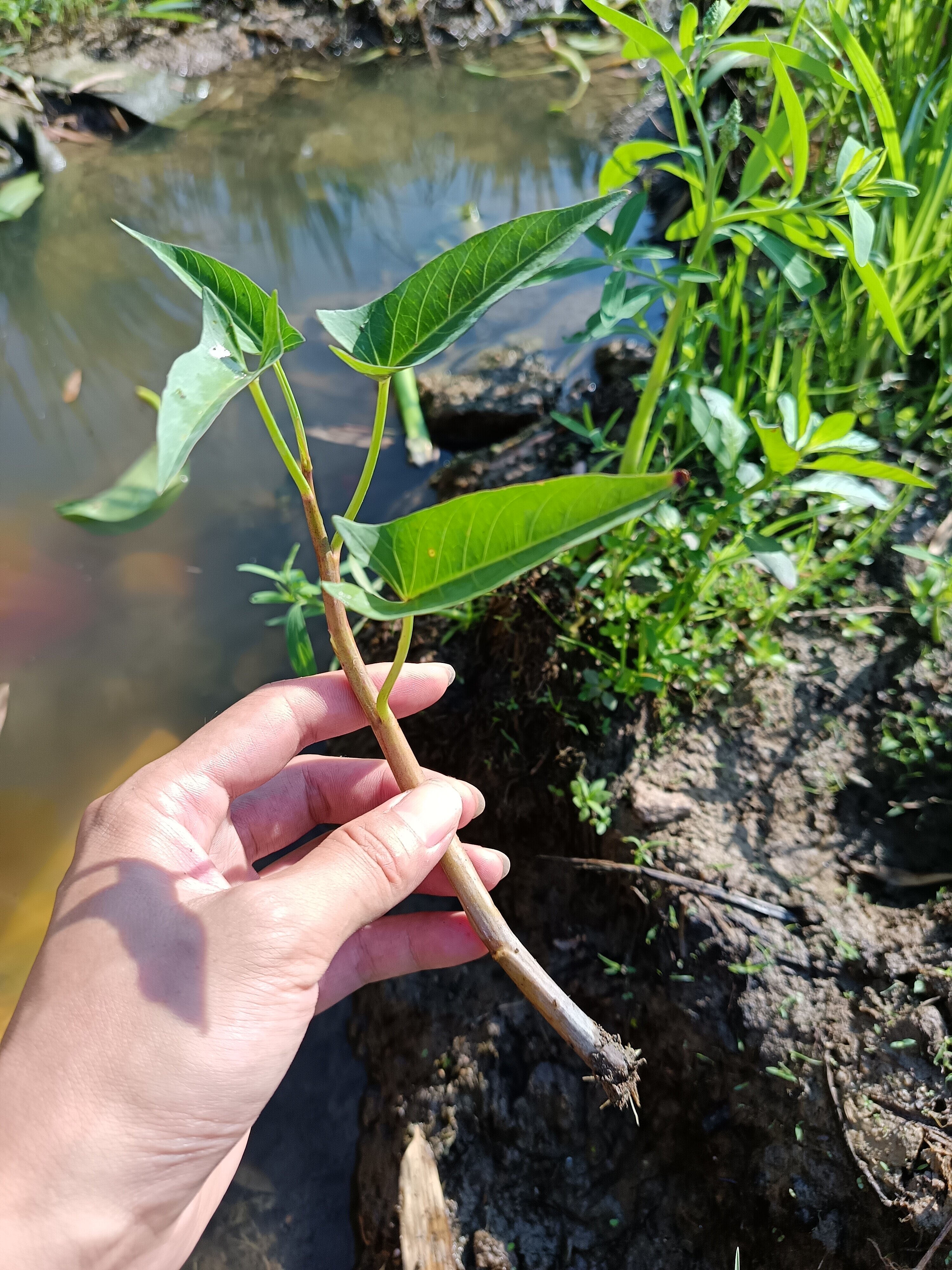 广东潮汕蕹菜农家菜种藤蕹菜爬藤紫色杆空心菜种牵藤老桩爬藤菜
