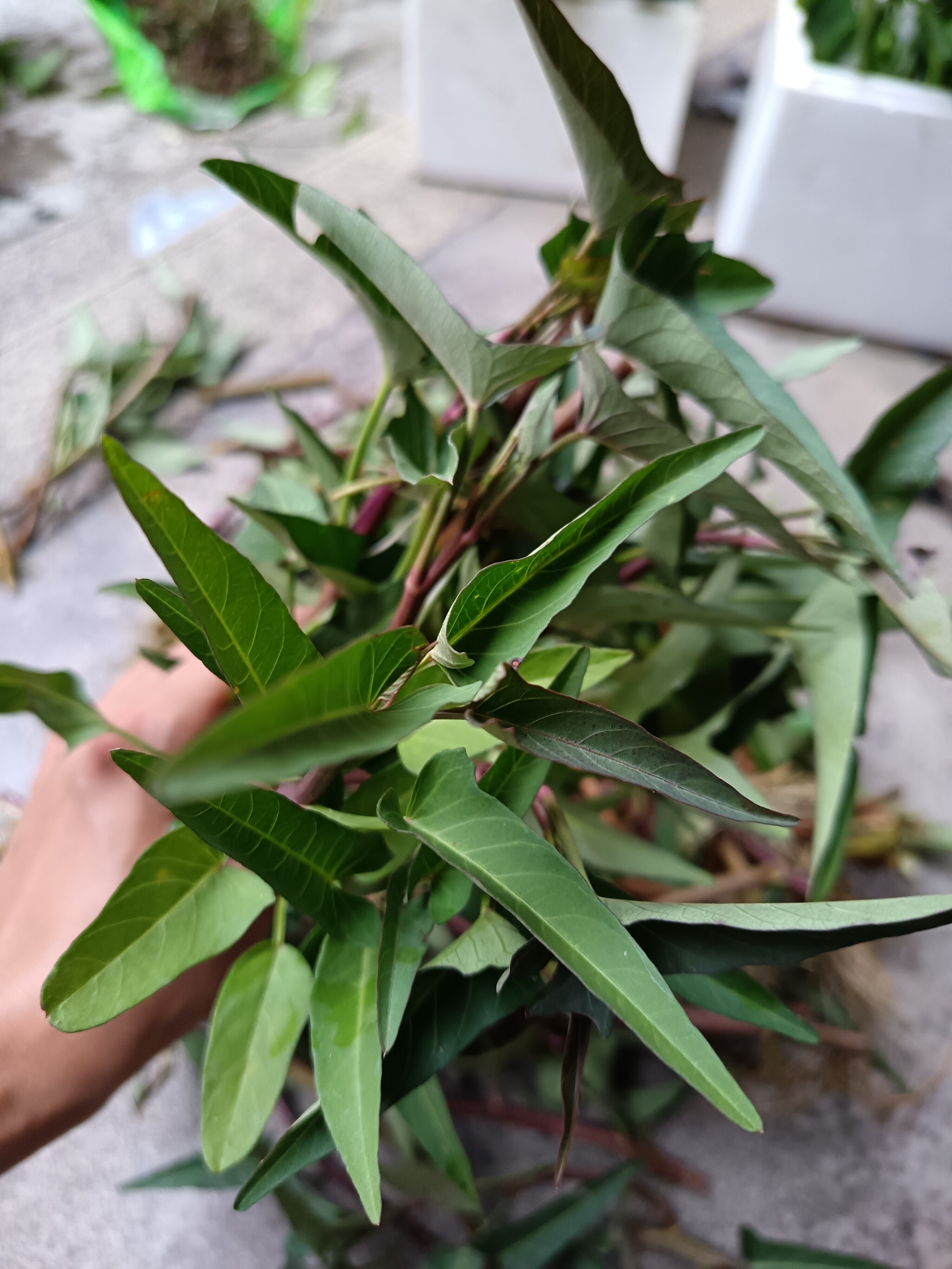 正宗广东潮汕农家紫色空心菜苗水蕹菜水田种植软嫩爽口爬藤空心菜