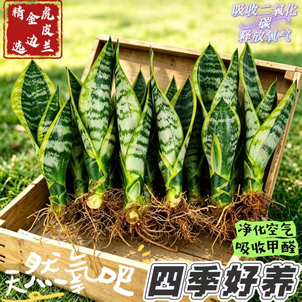 虎皮兰植物室内净化空气客厅插花装饰花束绿植花卉盆栽好养活