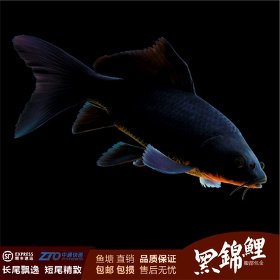 黑锦鲤观赏鱼龙凤活体黑鱼包活