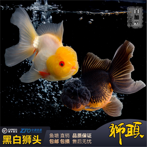 金鱼观赏鱼菠萝头狮头金鱼