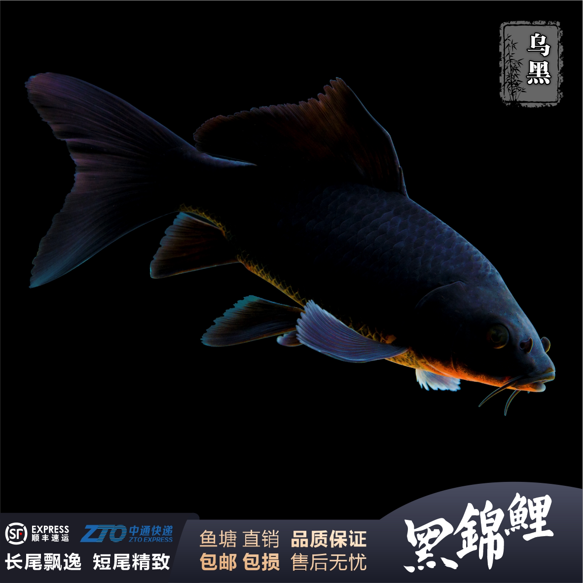 黑锦鲤观赏鱼乌金锦鲤冷水淡水黑金龙凤短尾长尾鱼苗包活纯种好养