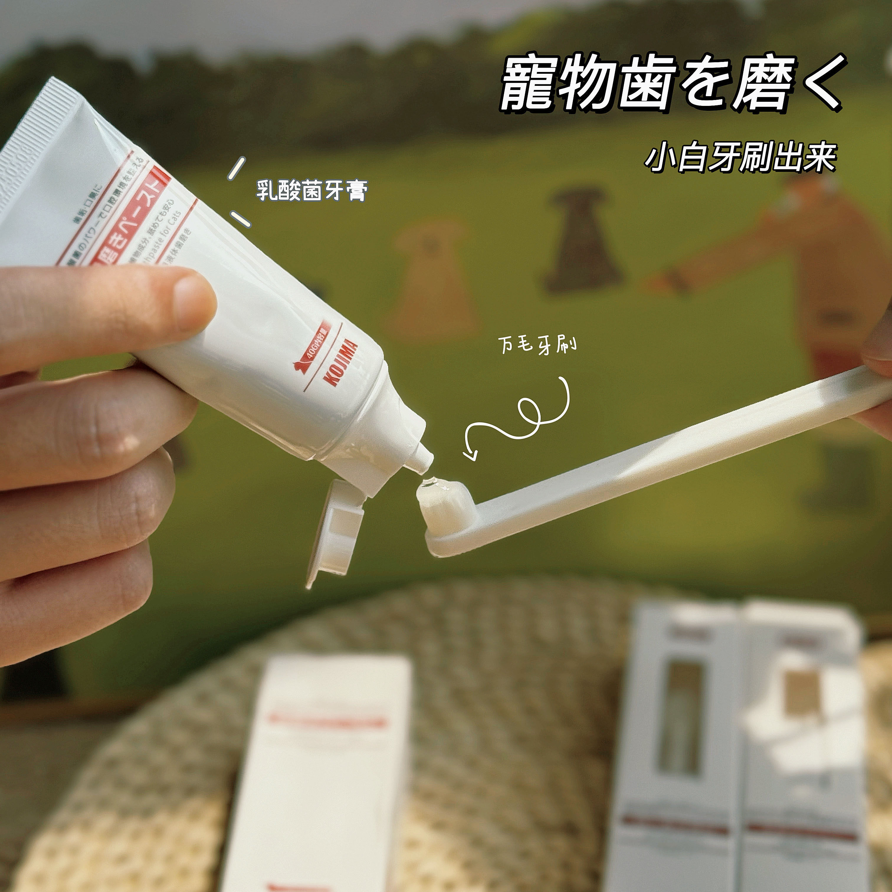 日本kojima宠物牙膏猫狗牙刷牙膏套装洁齿除口臭狗用宠物清洁用品