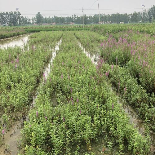 千屈菜水生植物开花矮生