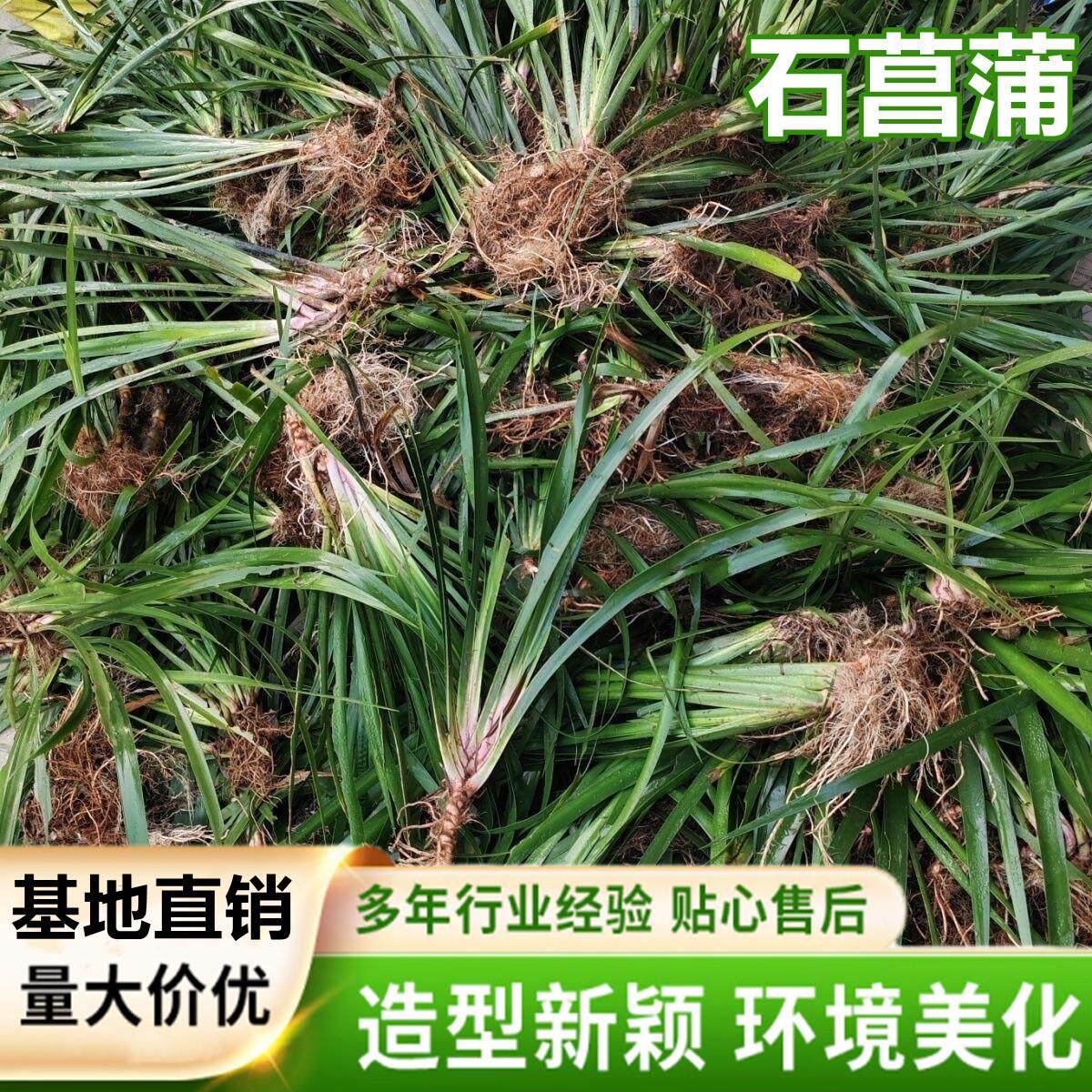 菖蒲水生美观净化水质湿地种植