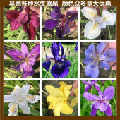 鸢尾花红花鸢尾花苗西伯利亚植物黄菖蒲四季 庭院绿植水生植物花卉
