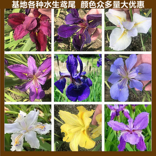 鸢尾花红花鸢尾花苗西伯利亚植物黄菖蒲四季庭院绿植水生植物花卉