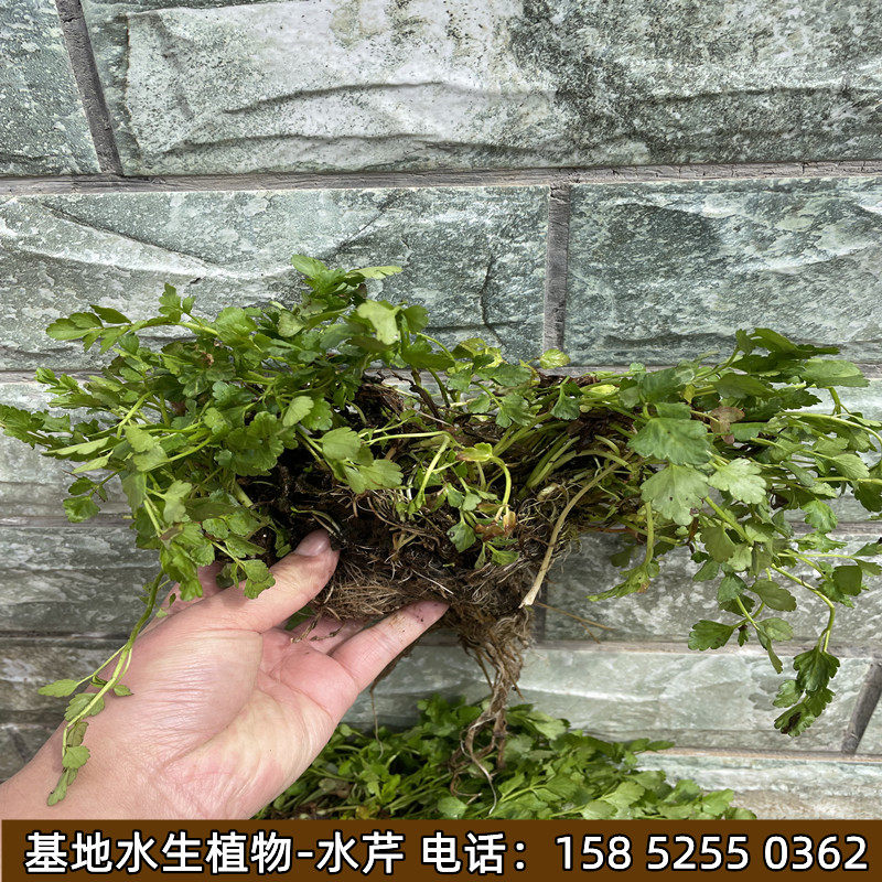 水芹菜种苗水培蔬菜水芹菜苗水生植物池塘边绿化造景湿地种植净化