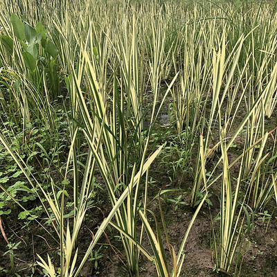 水生植物金边菖蒲池塘边夏季美观
