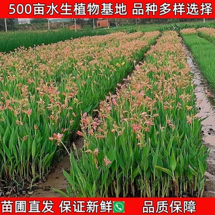 花卉净化水质庭院绿植 水生植物美人蕉鸢尾黄菖蒲再力花苗水培四季