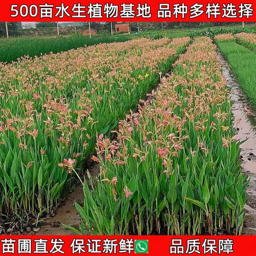 水生美人蕉鸢尾庭院四季美观净化