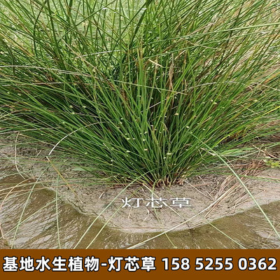 水生植物灯芯草水培公园夏天