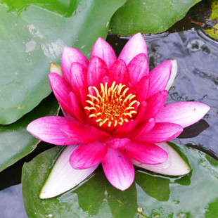 大睡莲根块池塘睡莲花水培植物四季莲花盆栽水养花卉荷花睡莲根茎