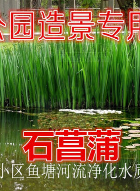 水生水菖蒲水培池塘夏天净化