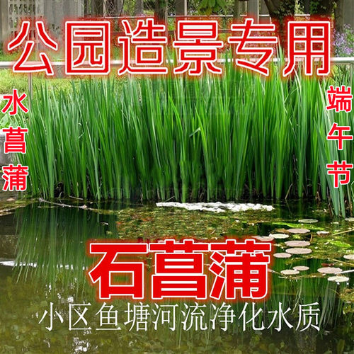 水生水菖蒲水培池塘夏天净化