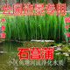 水菖蒲水生水培植物观赏石菖蒲香菖蒲池塘绿植蒲剑水养盆栽净化草