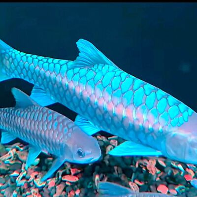 鱼异口原生吉罗风水新光