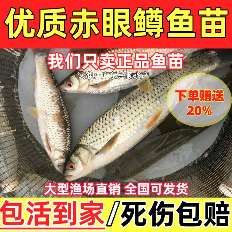 红眼赤眼鳟鱼苗眼睛鲮鱼