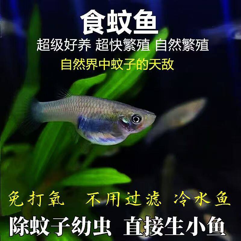 食蚊鱼大肚鱼吃蚊子幼虫免打氧淡水观赏鱼繁殖鱼狂魔喂乌龟饲料鱼