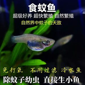 食蚊鱼大肚鱼吃蚊子幼虫免打氧淡水观赏鱼繁殖鱼狂魔喂乌龟饲料鱼