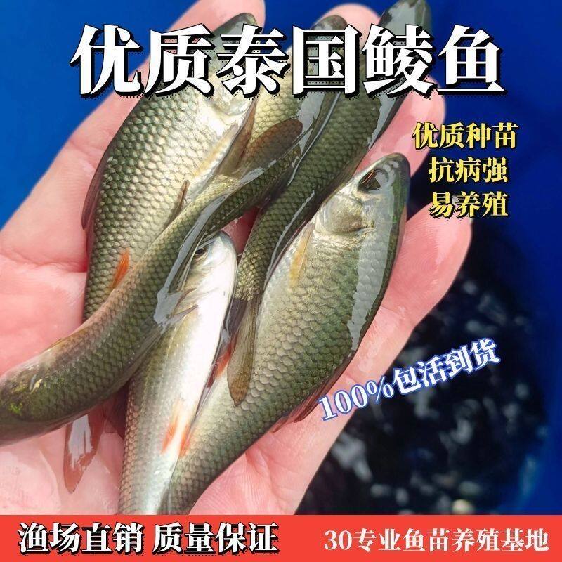 泰鲮鱼苗白麦穗鱼食蚊鱼